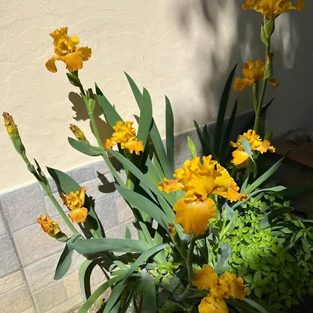 Dalu Lucilla - Private Car Park 15 Minutes To The Center شقة فلورنس